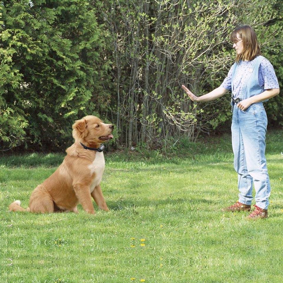 Dog obedience image
